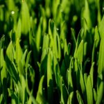 Weizengrassaft kaufen - Der absolute Testsieger unserer Produkttester